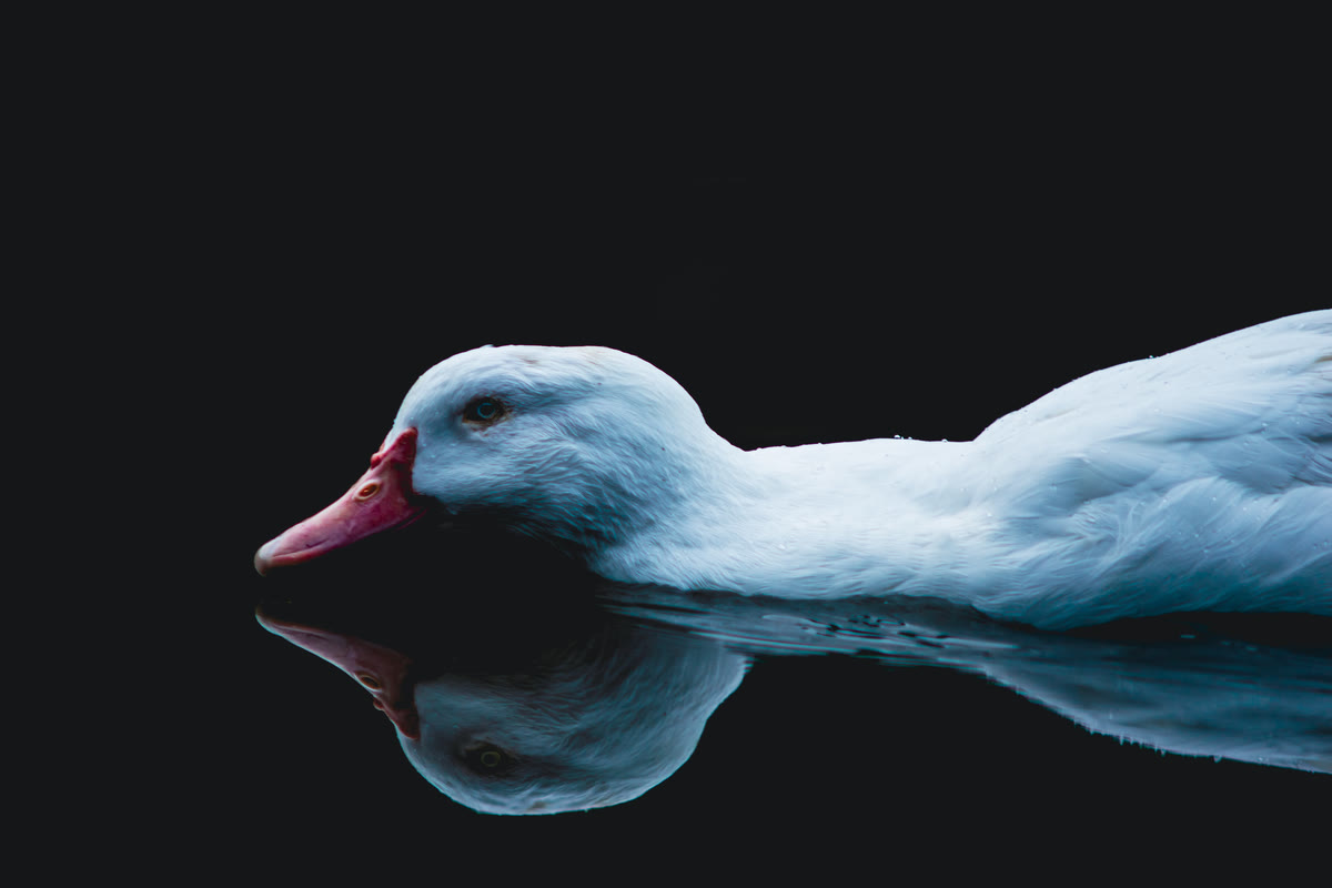 Pato branco a deslizar na água escura